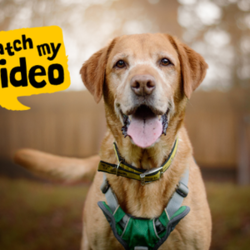 Mack/Retriever (Labrador)/Male/5 - 7 years,Mack is a wonderful older boy, but don't let that fool you he's still an active lad who LOVES to play! Mack has been with us for quite a while now, yet we still haven't found his pawfect match! He needs a home with adults only and minimal visitors as he can find meeting new people a little scary and overwhelmed. Once you're in Mack's circle of friends he loves bum scratches and playing endless games of fetch! In true labrador style he loves food and is learning lots of new things here, like how to wear his muzzle for walkies and adventures, this is because he can struggle when there is lots going on and is overwhelmed by joggers and cyclists. Mack has been in a home for a short period, where he was perfectly housetrained however he may need a little refresher as he settles in to home life again. He was also happy to be left for a few hours, however this would need gradually building back up again as it's been a little while since he's been in a home. Mack's ideal forever family would have a keen interest in training and be able to help continue his education. He can become vocal around other dogs, but is slowly learning how to share walks with calm and polite doggy friends. Mack must have his own secure garden, this is so he has a safe space where he can play, zoom and explore without having to worry about the outside world.