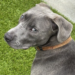 Bravo/American Staffordshire Terrier/Male/11 Months,Hi there, I'm Bravo! I'm a young Staffy, full of potential and still learning the ropes of life. I’m looking for a family who can be patient with me and understands that I’m still a bit nervous around new people. I will require a home with children 12 years plus, and ideally, they should be understanding of my need for personal space. I would love my own area where I can retreat to when I need some quiet time to recharge. I prefer passive interactions where I can approach things at my own pace whilst I gain confidence in my new home. It's really important that I meet everyone in the household before we make things official. I can still feel a little nervous around new people, so having a chance to get to know everyone will help me feel more comfortable. It’ll also be great if my new family understands when to give me space and how to communicate with me calmly. I’ve come a long way, but I’m still building confidence, so I need people who will be patient and consistent with me. Another must for me is a buddy—I'd love to go home with another dog! I’ve shown more confidence and curiosity about the world when I have a canine companion around, and it really helps me feel more secure. Plus, it’s just more fun that way! My new family will also need to be committed to ongoing training. Since I’m still young and still figuring things out, it would be amazing if they continue to work with me on building my confidence and teaching me new skills using positive reinforcement. I’m eager to learn, and with a little help, I’ll be the best companion you could ask for! Lots of love, Bravo xx -No children under 12 -Must meet all family -Must go home with another dog -Ongoing training -Indoor/outdoor access