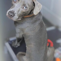 Bravo/American Staffordshire Terrier/Male/11 Months,Hi there, I'm Bravo! I'm a young Staffy, full of potential and still learning the ropes of life. I’m looking for a family who can be patient with me and understands that I’m still a bit nervous around new people. I will require a home with children 12 years plus, and ideally, they should be understanding of my need for personal space. I would love my own area where I can retreat to when I need some quiet time to recharge. I prefer passive interactions where I can approach things at my own pace whilst I gain confidence in my new home. It's really important that I meet everyone in the household before we make things official. I can still feel a little nervous around new people, so having a chance to get to know everyone will help me feel more comfortable. It’ll also be great if my new family understands when to give me space and how to communicate with me calmly. I’ve come a long way, but I’m still building confidence, so I need people who will be patient and consistent with me. Another must for me is a buddy—I'd love to go home with another dog! I’ve shown more confidence and curiosity about the world when I have a canine companion around, and it really helps me feel more secure. Plus, it’s just more fun that way! My new family will also need to be committed to ongoing training. Since I’m still young and still figuring things out, it would be amazing if they continue to work with me on building my confidence and teaching me new skills using positive reinforcement. I’m eager to learn, and with a little help, I’ll be the best companion you could ask for! Lots of love, Bravo xx -No children under 12 -Must meet all family -Must go home with another dog -Ongoing training -Indoor/outdoor access