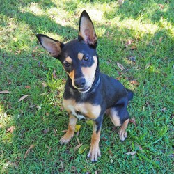 Dusty/Australian Kelpie/Male/5 Months,Hi, I'm Dusty! I'm a younger kelpie looking for an active lifestyle, I enjoy a busy day with lots of stuff to do, then a huge nap afterwards! I've had a really tough start to life, I was so sick as a young puppy and my owners could not afford to take me to the vets, so I was surrendered to the RSPCA where I had a lengthy hospital stay, but now that I'm all better and feeling great, it's time I get outta here and find my very own home! I'm looking for a family who will keep me busy, perhaps some acreage to run around on or even a farm life, I'd love to jump on the back of a Ute and explore with my new people! I'm learning all my basic skills like sit and stay, I am a huge toy fan, and I'm quite a gentle boy around people, so if you're looking for a young fun energetic boy, look no further! XX Dusty