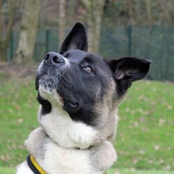 Zac/Akita/Male/6 - 12 months,Zac can live with children over the age of 10 and is probably better suited to being the only dog at home. We have very limited history for him but we know he has previously been house trained. Zac should not be left for more than an hour or two.