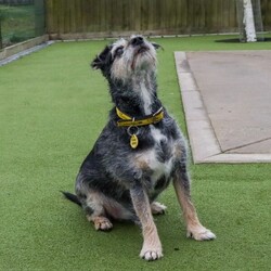 Max/Terrier (Border)/Male/8 + years,Max is a distinguished gentleman on the lookout for his new family. He is a fabulous boy who can live with children of a primary school age. He does have the potential to share his home with another calm-natured dog pending a mix at the centre. He will happily have walking doggy friends too.