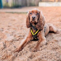 Sylvester/Spaniel (Cocker)/Male/2 - 5 years,The gorgeous boy is Sylvester, he is a 2 year old Cocker Spaniel looking for his forever home. He is a typical busy spaniel and wants to be out and about sniffing and exploring the world around him. Sylvester could live with another dog in the home and does enjoy making dog friends out on walks, but tends to do his own thing. He can live with teenagers 14+ years old and can be left alone for a couple of hours a day, but would need mental stimulation during this time.