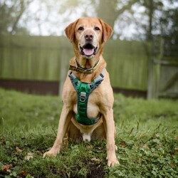 Mack/Retriever (Labrador)/Male/5 - 7 years,Mack is a wonderful older boy, but don't let that fool you he's still an active lad who LOVES to play! Mack has been with us for quite a while now, yet we still haven't found his pawfect match! He needs a home with adults only and minimal visitors as he can find meeting new people a little scary and overwhelmed. Once you're in Mack's circle of friends he loves bum scratches and playing endless games of fetch! In true labrador style he loves food and is learning lots of new things here, like how to wear his muzzle for walkies and adventures, this is because he can struggle when there is lots going on and is overwhelmed by joggers and cyclists. Mack has been in a home for a short period, where he was perfectly housetrained however he may need a little refresher as he settles in to home life again. He was also happy to be left for a few hours, however this would need gradually building back up again as it's been a little while since he's been in a home. Mack's ideal forever family would have a keen interest in training and be able to help continue his education. He can become vocal around other dogs, but is slowly learning how to share walks with calm and polite doggy friends. Mack must have his own secure garden, this is so he has a safe space where he can play, zoom and explore without having to worry about the outside world.