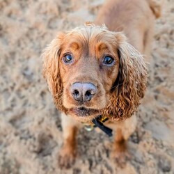 Sylvester/Spaniel (Cocker)/Male/2 - 5 years,The gorgeous boy is Sylvester, he is a 2 year old Cocker Spaniel looking for his forever home. He is a typical busy spaniel and wants to be out and about sniffing and exploring the world around him. Sylvester could live with another dog in the home and does enjoy making dog friends out on walks, but tends to do his own thing. He can live with teenagers 14+ years old and can be left alone for a couple of hours a day, but would need mental stimulation during this time.