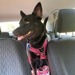 Freya/Siberian Husky / Australian Kelpie/Female/2 Years,Hello there, I'm Freya, a young spritely Siberian Husky cross ! I'm a sweet gal, full of energy, and I'm looking for a loving forever home. I need someone around most of the time because I love company and I'm still learning about life. Can you be my teacher? I promise I'm a quick study! I can be selective about my canine companions so you will need to bring any existing dogs along to meet me. I have previously lived in a home with older children who I LOVED to play with, so if you have older kids in the home that's perfect for me! I require a home with secure outdoor access like an enclosed backyard. I'm a Husky, and we love to play and explore, so a nice yard will be my personal paradise! I can assure you, once you meet me, you'll fall in love with my charm and playful spirit. I'm ready to be your loyal companion and bring joy to your life. Are you ready to embark on this exciting journey with me? I may look like a wolf, but I promise you I'm a sweet natured soul just looking for some fun in life! XX Freya 