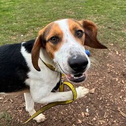 Adopt a dog:Hickory/Foxhound/Male/2 - 5 years,Hickory is a charming 3-year-old male Foxhound with a sweet, bouncy nature and a love for canine company. To help him thrive, Hickory must live with a confident dog who can show him the ropes and help him settle into his new home. He is best suited to a quiet, patient household with children aged 14 or over who understand his shy but affectionate personality. Hickory has not lived in a home before, so he will need time to adjust to this new environment, including house training and gradually building up to being left alone with another dog for company.

Hickory can become overwhelmed by visitors, so his new family will need to manage introductions carefully, which we are happy to advise on during the rehoming process. He will need multiple visits to form a bond with his adopters. Hickory requires a secure garden where he can practice loose-lead walking and enjoy off-lead free-running time.