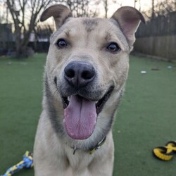 Adopt a dog:Finn/Siberian Husky Cross/Male/2 - 5 years,Fabulous Finn is a 3 year old Crossbreed who is super playful and friendly! He came into our care after being found as a stray so we have very limited information about his history. He is looking for a family who can continue his basic training. Finn would be happy to share his home with another dog(s), as well as children aged 12 years and over.