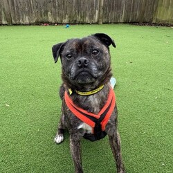 Adopt a dog:Taz/Pug Cross/Male/8 + years,Taz is looking for a home where he is the only dog however he would enjoy a calm walking companion. He can live with children aged 12+, he’s a friendly man but older children would need to be able to read his body language and know when to be hands off. He would also love a family that is around most part of the day as he prefers the company of people and to help him settle in.