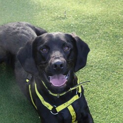 Adopt a dog:Cracker/Retriever (Labrador) Cross/Male/1 - 2 years,Cracker is a 1 year old Lab x Cocker Spaniel and, well, he is a wee Cracker! He is full of beans and would love an active family who can take him hiking and keep his brain busy! He's looking to have direct access into a secure garden, with a 6ft minimum fence. Cracker loves to play with other dogs and would be able to share his home with another dog. He is looking to continue his basic training with his new family but has a few tricks up his sleeve already and he is super playful!