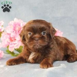 Mallard/Shih Tzu									Puppy/Male																/9 Weeks,Meet Mallard a solid chocolate one-of-a-kind AKC Shih Tzu puppy who is 100% genetically clear and already started on potty training and crate training!  This pup will be small as an adult since the parents who are pictured here are only 9lbs & 10lbs. This pup is up to date on shots and dewormer and vet checked and well socialized with children, teens, adults, and other puppies and comes with 30 days of free pet insurance to most buyers! We offer the option for  a 1 Year Genetic Health Guarantee! This puppy can have limited AKC or ACA papers and be microchipped for an extra fee!