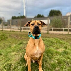 Diesel/Crossbreed/Male/1 - 2 years,Meet Diesel. He is a very handsome 2 year old Crossbreed looking for his forever home. Diesel is looking for an adult only home with minimal visitors as he is a little worried by strangers. Diesel's time home alone will need to be built up slowly as he settles back into home life. Despite his size, he walks really well on lead and once he knows you, he loves cuddles on the sofa with his people. He is unable to live with another dog in the home but he does enjoy making dog friends on walks, especially if they are calmer.