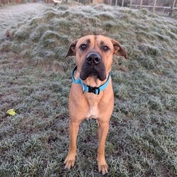 Diesel/Crossbreed/Male/1 - 2 years,Meet Diesel. He is a very handsome 2 year old Crossbreed looking for his forever home. Diesel is looking for an adult only home with minimal visitors as he is a little worried by strangers. Diesel's time home alone will need to be built up slowly as he settles back into home life. Despite his size, he walks really well on lead and once he knows you, he loves cuddles on the sofa with his people. He is unable to live with another dog in the home but he does enjoy making dog friends on walks, especially if they are calmer.