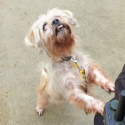 Adopt a dog:Teddy/Lhasa Apso/Male/8 + years,Teddy is looking for a calm and quiet home to relax in and enjoy his golden years, he is looking for only adults in the home and no children visiting. Teddy is a little unsure around certain dogs so is looking to be the only pet in the home and have no visiting pets. He would be happy with calm and polite walking buddies who will give him space and let him approach on his own terms. Teddy knows how to “sit”, he loves cheesy bites, so can be convinced to do training with treats. Teddy is completely housetrained in his foster home, but does like his own space to explore so his own private, secure garden is essential. Teddy can get worried being left alone for too long, he could be left for up to 2 hours, this will need to be built up gradually after he has had time to settle into his new home. Teddy will need to meet his adopters multiple times prior to going home so please bear this in mind when applying. Please note that should you be shortlisted, our rehoming process usually takes up to 7 days, and potential adopters would be required to come up to the centre to meet him within 48hrs of being shortlisted.