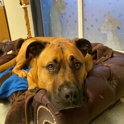 Snoops/Crossbreed/Male/5 - 7 years,Snoops is a very cute 6 yr old crossbreed who is on the lookout for a new forever home. His dream-come-true home would be a quieter location, and a quiet home life. He would like his own secure garden to enjoy and potter about in with his new family. He would like to be the only pet in the home, and can live with children 12 years and above. Snoops will need to be kept on lead and muzzled when out an about as he can be unsure around other dogs. He has started his muzzle training and has been getting on really well with this. Snoops would love to find someone who is home for the majority of the day whilst he's settling in then he can be built up to more once he's settled. If you are matched with Snoop's, you will need to visit him regularly at the centre for Snoop's to show you his true lovable side.