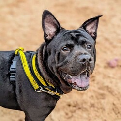 Rocco/Crossbreed/Male/6 - 12 months,This gorgeous boy is Rocco. He is a 9 month old Crossbreed looking for his forever home. He can live with anther dog, pending a successful meet at the centre and can live with children 11+ years old, as long as they are confident with big dogs. Rocco is lacking in confidence a little bit in kennels and therefore can be initially a little worried meeting new people but does get over it quite quickly. He can be left alone for a couple of hours and is already housetrained!