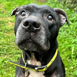 Adopt a dog:Boss/Terrier (Bull)/Male/8 + years,Boss is a delightful, affectionate older chap who came into our care through no fault of his own.  He's a very friendly boy and could live with primary school children. He is used to visitors to the home and loves to welcome them in, geting very excited when they first arrive, but soon calms down.  He could live with another calm dog, pending successful introductions here at the Centre, and once in a home would benefit from regular meets and walks with other dogs to build his confidence around them.  He really isnt keen on cats, and will pull when he sees one, but otherwise he does walk very nicely on lead and loves to be out exploring and sniffing.  He is not used to lots of car travel, but will settle in the car, especially if someone sits with him. Boss is house trained and will let you know when he wants to go out, but may need gentle reminders and encouragement with this once in a new home.  His own private garden isn't essential as long as he has regular access outside,, and he could share a communal outside space once adopted.  He is not used to being left alone, as he just loves being around people, but once settled he could be built up to short periods alone of around an hour or two.
