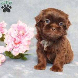 Mallard/Shih Tzu									Puppy/Male																/9 Weeks,Meet Mallard a solid chocolate one-of-a-kind AKC Shih Tzu puppy who is 100% genetically clear and already started on potty training and crate training!  This pup will be small as an adult since the parents who are pictured here are only 9lbs & 10lbs. This pup is up to date on shots and dewormer and vet checked and well socialized with children, teens, adults, and other puppies and comes with 30 days of free pet insurance to most buyers! We offer the option for  a 1 Year Genetic Health Guarantee! This puppy can have limited AKC or ACA papers and be microchipped for an extra fee!
