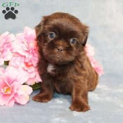 Mallard/Shih Tzu									Puppy/Male																/9 Weeks,Meet Mallard a solid chocolate one-of-a-kind AKC Shih Tzu puppy who is 100% genetically clear and already started on potty training and crate training!  This pup will be small as an adult since the parents who are pictured here are only 9lbs & 10lbs. This pup is up to date on shots and dewormer and vet checked and well socialized with children, teens, adults, and other puppies and comes with 30 days of free pet insurance to most buyers! We offer the option for  a 1 Year Genetic Health Guarantee! This puppy can have limited AKC or ACA papers and be microchipped for an extra fee!