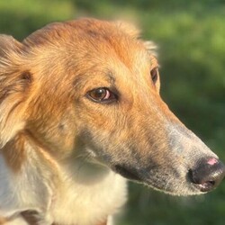 Baron/Saluki Cross/Male/6 - 12 months,As Baron is still young, he will need ongoing basic training, so a household happy to focus on this would be best suited. Baron LOVES his walks out and adventures, so he would be the best companion for somebody who is active day to day. Children of secondary school age would be best suited for Baron at this stage.