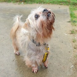 Adopt a dog:Teddy/Lhasa Apso/Male/8 + years,Teddy is looking for a calm and quiet home to relax in and enjoy his golden years, he is looking for only adults in the home and no children visiting. Teddy is a little unsure around certain dogs so is looking to be the only pet in the home and have no visiting pets. He would be happy with calm and polite walking buddies who will give him space and let him approach on his own terms. Teddy knows how to “sit”, he loves cheesy bites, so can be convinced to do training with treats. Teddy is completely housetrained in his foster home, but does like his own space to explore so his own private, secure garden is essential. Teddy can get worried being left alone for too long, he could be left for up to 2 hours, this will need to be built up gradually after he has had time to settle into his new home. Teddy will need to meet his adopters multiple times prior to going home so please bear this in mind when applying. Please note that should you be shortlisted, our rehoming process usually takes up to 7 days, and potential adopters would be required to come up to the centre to meet him within 48hrs of being shortlisted.