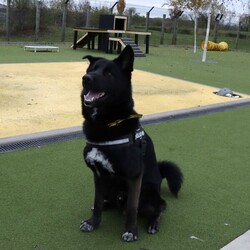 Pablo/German Shepherd Dog Cross/Male/1 - 2 years,Pablo is a sweet-natured boy who absolutely loves his humans. He’s friendly but also a large, strong, high-energy lad, so is looking for an adult-only home with no visiting children to set him up for success! He can live with another dog, pending a successful mix at the centre prior to rehoming. Pablo has previously lived with cats and could do so again given appropriate, gradual introductions.