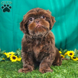 Mallard/Shih Tzu									Puppy/Male																/9 Weeks,Meet Mallard a solid chocolate one-of-a-kind AKC Shih Tzu puppy who is 100% genetically clear and already started on potty training and crate training!  This pup will be small as an adult since the parents who are pictured here are only 9lbs & 10lbs. This pup is up to date on shots and dewormer and vet checked and well socialized with children, teens, adults, and other puppies and comes with 30 days of free pet insurance to most buyers! We offer the option for  a 1 Year Genetic Health Guarantee! This puppy can have limited AKC or ACA papers and be microchipped for an extra fee!