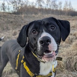 Adopt a dog:Dougie/Terrier (Staffordshire Bull)/Male/1 - 2 years,Dougie is a sweet 1 year old Staffie who is lots of fun! He can find some situations a little overwhelming so does need a patient and understanding home, especially whilst he is settling in. Dougie can make dog friends but would be best suited to being the only dog in the home at the moment. This super Staffie is full of energy and loves to play and would love an active home. He also isn't used to being left by himself so would love to have someone at home for most of the day, and any time that he is left alone to be built up very gradually over time.
