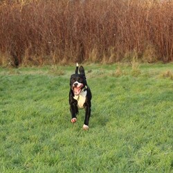Adopt a dog:Dougie/Terrier (Staffordshire Bull)/Male/1 - 2 years,Dougie is a sweet 1 year old Staffie who is lots of fun! He can find some situations a little overwhelming so does need a patient and understanding home, especially whilst he is settling in. Dougie can make dog friends but would be best suited to being the only dog in the home at the moment. This super Staffie is full of energy and loves to play and would love an active home. He also isn't used to being left by himself so would love to have someone at home for most of the day, and any time that he is left alone to be built up very gradually over time.