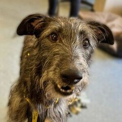 Adopt a dog:Thunder/Deerhound/Male/2 - 5 years,Thunder is now looking for his forever home. He can live with older teens of 14 plus who are used to large dogs and must be the only pet in the home. This cutie came to us through no fault of his own, and has been a really good boy in his foster home but can be nervous of new people coming in and has growled, so will need slow introductions. He like's to be out and about and travels well in the car. Any leaving time will need to be built up slowly over time until he is confident and settled with his new family. Thunder will need a private secure garden as he is not totally comfortable around other dog