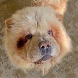 Adopt a dog:Cheddar/Chow Chow/Male/2 - 5 years,4-year-old Cheddar is looking for a home where he will be the only dog, but he can enjoy socialising with canine friends out and about on walks.  Cheddar is unable to live with cats, but may be able to live alongside securely-caged small animals.  He is able to live with teenagers aged fifteen years and over, providing that the household is calm and with few visitors.  Once Cheddar has had chance to settle into his new environment, his adopters can gradually build his leaving time to 3-4 hours.  Cheddar's new home ideally needs to be in a quiet area where he is not going to come across lots of people that he doesn't know, to enable calm introductions.