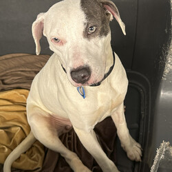 Adopt a dog:Charlotte/American Staffordshire Terrier/Female/12 Months,Hi, I’m Charlotte, I am a staffy x who is on the smaller side, and I’m looking for a loving home where I can feel safe and grow into the confident dog I know I can be. I’m a bit unsure and timid with handling, so I would do best in a home with children over 12 who can respect my need for space and learn how to interact with me gently. I’m still adjusting to new things, but with patience and understanding, I can definitely thrive. I’d love to meet all the members of your family to make sure we’re a good fit, and I’m also looking for a home with another dog to help me feel more comfortable and secure. I’ll need some ongoing training in my new home, especially to help me with socialization and building my confidence. If you’re willing to give me the time, patience, and love I need, I’ll be the loyal and loving companion you’ve been looking for! Charlotte xx Charlotte is currently enjoying a well-deserved break in foster care – If you are interested in giving this loving pet a home, please complete an expression of interest   please clicking this link