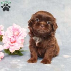 Mallard/Shih Tzu									Puppy/Male																/9 Weeks,Meet Mallard a solid chocolate one-of-a-kind AKC Shih Tzu puppy who is 100% genetically clear and already started on potty training and crate training!  This pup will be small as an adult since the parents who are pictured here are only 9lbs & 10lbs. This pup is up to date on shots and dewormer and vet checked and well socialized with children, teens, adults, and other puppies and comes with 30 days of free pet insurance to most buyers! We offer the option for  a 1 Year Genetic Health Guarantee! This puppy can have limited AKC or ACA papers and be microchipped for an extra fee!