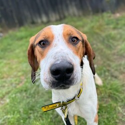 Adopt a dog:Hickory/Foxhound/Male/2 - 5 years,Hickory is a charming 3-year-old male Foxhound with a sweet, bouncy nature and a love for canine company. To help him thrive, Hickory must live with a confident dog who can show him the ropes and help him settle into his new home. He is best suited to a quiet, patient household with children aged 14 or over who understand his shy but affectionate personality. Hickory has not lived in a home before, so he will need time to adjust to this new environment, including house training and gradually building up to being left alone with another dog for company.

Hickory can become overwhelmed by visitors, so his new family will need to manage introductions carefully, which we are happy to advise on during the rehoming process. He will need multiple visits to form a bond with his adopters. Hickory requires a secure garden where he can practice loose-lead walking and enjoy off-lead free-running time.