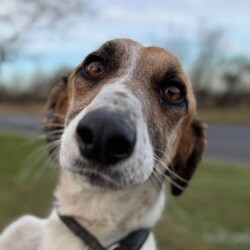 Adopt a dog:Duke/Lurcher Cross/Male/2 - 5 years,Once settled, Duke could be left for a few hours, but this will need to be built up over time, so a home that can accommodate this would be best. This lovely boy has been enjoying sofa life in his foster home and would also love to have a little garden to potter in when he is not out on an afternoon stroll. He travels well in the car and has been a lovely boy whilst in foster.