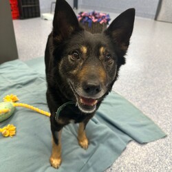 Jinx/Border Collie / Australian Kelpie/Female/5 Years 5 Months,Hi there! My name is Jinx, and I'm a beautiful female Border Collie. At 5 years and 5 months old, I'm full of life and ready to find my forever home. I'm looking for someone who works average hours and can provide a moderate lifestyle for me. I love to learn about life every day and need someone who can offer me this daily opportunity. While I'd prefer to be the only dog in the house, I have no known history of issues with other animals. I'm a good girl who would thrive in a quiet and calm household. I'm best suited for someone aged 15 or above who can match my energy and commitment to learning. Are you the one I've been waiting for? I can't wait to meet you and start our wonderful journey together. Adopt me, and let's make beautiful memories together. Requirements:
