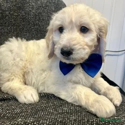 F1 golden doodle puppies for loving homes /Goldendoodle/3 male / 3 female/9 weeks, 6 days,I have the most wonderful litter of goldendoodles. In pics boys have bow tie girls don’t . Mum is a loving fantastic dna health tested standard poodle . Dad a fantastic golden retriever bred from health tested parents. Our puppies are confident healthy bouncy bundles of fluff ( like wee polar bears) they leave us with there first vaccination . Kennel cough vaccination. Vet health check letter and microchip transfer instructions. They also leave with sales contract and three kg of their puppy food . As a licensed breeder am always at the end of the phone for after care advice . You can check out my five star reviews on my Facebook page at old toll dog grooming and breeding services . We also offer discount to our new puppy owners in our licensed boarding kennels and groomers if ever needed . Viewing is welcome by appointment by calling or what’s app no time wasters please we’re very busy all the time and don’t have time for sending thousands of pics ;-)