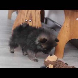 Belle/Pomeranian									Puppy/Female														/9 Weeks,Meet the fluffiest bundle of joy you’ve ever seen—a precious Pomeranian puppy named Belle who is ready to charm her way into your heart! With a cloud-like coat of soft, plush fur and sparkling eyes full of curiosity, this little one is as adorable as they are playful. Whether they’re bouncing around with her tiny paws or cuddling up in your lap, she is sure to fill your days with love and laughter.