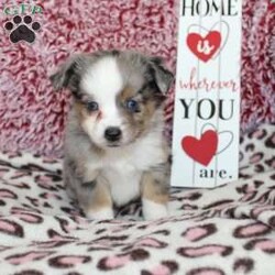 Lexie/Miniature Australian Shepherd									Puppy/Female														/7 Weeks,Say hello to this adorable Miniature Australian Shepherd puppy who loves attention! This sweetie pie comes up to date on shots and dewormer and will be vet checked before going home. This beautiful pup is so sweet like the mother Violet and is already smart like the sire Luke! If you are seeking a pup who would be fun to train contact us today! 