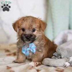 Chance/Morkie / Yorktese									Puppy/Male																/7 Weeks,Meet Chance! If you are looking for a puppy with lots of love and playful energy, you are definitely at the right place. This baby will love being by your side all day. The Morkie is a delightful small breed that is a cross between a Maltese and a Yorkshire Terrier. They tend to adapt well to different activity levels and are content with indoor playtime as long as they receive sufficient attention and stimulation. You will fall in love with this sweet baby the minute you see him!