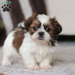Alfie/Shih Tzu									Puppy/Male																/6 Weeks,Meet Alfie, the most adorable little AKC Shih Tzu you will ever meet! This precious puppy has the softest, most luxurious coat and the sweetest features that are sure to melt your heart. He is ready to bring joy and companionship to his forever family. With his cheerful personality and loving nature, He’s been showered with love and attention since birth, making him incredibly social and adaptable. When Alfie joins your family, he’ll adjust quickly to your home and lifestyle, bringing endless smiles along the way.