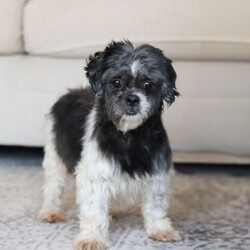 Alfie/Shih Tzu									Puppy/Male																/6 Weeks,Meet Alfie, the most adorable little AKC Shih Tzu you will ever meet! This precious puppy has the softest, most luxurious coat and the sweetest features that are sure to melt your heart. He is ready to bring joy and companionship to his forever family. With his cheerful personality and loving nature, He’s been showered with love and attention since birth, making him incredibly social and adaptable. When Alfie joins your family, he’ll adjust quickly to your home and lifestyle, bringing endless smiles along the way.