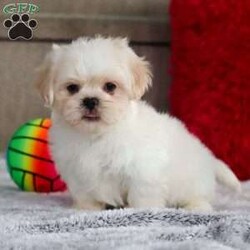 Archy/Lhasa Apso									Puppy/Male																/8 Weeks,Meet Archy he is the most adorable ACA Lhasa Apso pup with a heart as big as his fluffy coat! This little bundle of joy is ready to bring love, laughter, and endless cuddles to your home. With his bright, expressive eyes and charming personality, Archy is guaranteed to win your heart in no time. Lhasas are known for their loyalty and intelligence, making them the perfect companions for families or individuals alike. Archy absolutely loves attention and will happily follow you wherever you go, always ready for snuggles or a fun game. Spend a little time with Archy, and you’ll find a best friend!