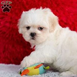 Archy/Lhasa Apso									Puppy/Male																/8 Weeks,Meet Archy he is the most adorable ACA Lhasa Apso pup with a heart as big as his fluffy coat! This little bundle of joy is ready to bring love, laughter, and endless cuddles to your home. With his bright, expressive eyes and charming personality, Archy is guaranteed to win your heart in no time. Lhasas are known for their loyalty and intelligence, making them the perfect companions for families or individuals alike. Archy absolutely loves attention and will happily follow you wherever you go, always ready for snuggles or a fun game. Spend a little time with Archy, and you’ll find a best friend!
