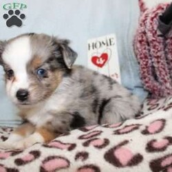 Lexie/Miniature Australian Shepherd									Puppy/Female														/7 Weeks,Say hello to this adorable Miniature Australian Shepherd puppy who loves attention! This sweetie pie comes up to date on shots and dewormer and will be vet checked before going home. This beautiful pup is so sweet like the mother Violet and is already smart like the sire Luke! If you are seeking a pup who would be fun to train contact us today! 