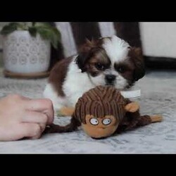 Alfie/Shih Tzu									Puppy/Male																/6 Weeks,Meet Alfie, the most adorable little AKC Shih Tzu you will ever meet! This precious puppy has the softest, most luxurious coat and the sweetest features that are sure to melt your heart. He is ready to bring joy and companionship to his forever family. With his cheerful personality and loving nature, He’s been showered with love and attention since birth, making him incredibly social and adaptable. When Alfie joins your family, he’ll adjust quickly to your home and lifestyle, bringing endless smiles along the way.