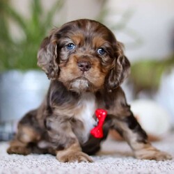 Wilbur/Cocker Spaniel									Puppy/Male																/8 Weeks,Wilbur is the definition of “pawsitively” delightful! He has the sweetest little face of a  ACA Cocker Spaniel, always ready to brighten your day with his playful antics. This little guy is incredibly affectionate and loves snuggles, making him the perfect cuddle buddy. With bright eyes that sparkle with warmth and mischief, Wilbur is always eager to go on a new adventure or settle in by your side for a cozy afternoon nap. Whether he’s showing off his quick learning abilities during training sessions or showering you with licks and tail wags, His joyful spirit and gentle demeanor make him an irresistible addition to any loving home. His friendly nature, boundless energy, and charming personality will keep you entertained, while his sweet loyalty will warm your heart.