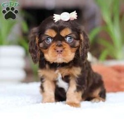 Isabelle/Cavalier King Charles Spaniel									Puppy/Female														/9 Weeks,Meet Isabelle, a stunning Cavalier King Charles Spaniel with a heart as big as her beautiful brown eyes! Isabelle’s exuberant personality is sure to light up your days—she’s full of energy, charm, and a love for life that’s absolutely contagious. Whether she’s playfully bounding around the yard or snuggling up for some quiet time, Isabelle’ s favorite thing in the world is to share her affection. Be prepared for lots of sweet puppy kisses and endless tail wags! This little guy thrives on love and attention and is ready to bring boundless joy to a family that will cherish her lively spirit and cuddly nature.