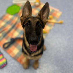 Parsley/German Shepherd Dog/Male/5 Months,Hello there, I'm Parsley! I'm a male German Shepherd Dog, full of energy and life! I'm looking for a forever home with someone who understands my breed and can provide me with the lifestyle I need. I have a high energy level, being a working breed, so I need a family who can keep up with my active life. I'm still young and learning about the world, which I can find a bit scary at times, so I need daily opportunities to learn and grow into a more resilient and confident boy. I'd do best in a home with someone who works average work hours. When you are at work, I would love to have plenty of enrichment to stimulate my big brain and after you get home would enjoy training and socializing. I'm a one-dog kind of dog, so I'd prefer a home where I can be the only canine star. I am not a pup who is going to be able to brave an off-lead area, as I become overwhelmed quickly when seeing other dogs. I haven't lived with other animals before and would need slow introductions and socialisation before spending time with them unsupervised. I would thrive in a home with older family members who have experience with large breeds as I may grow to be a big boy. I need a guardian who has experience with my breed and is prepared for a lively and loving companion like me. Requirements: ﻿**If you are interested is giving this wonderful pet a home, please visit our website and complete an expression of interest https:\//www.rspcansw.org.au/what-we-do/adoptions/exceptional-owners/ I can't wait to meet you and start our adventure together! Love and wiggle butt, Parsley. Adoption Fee: $620