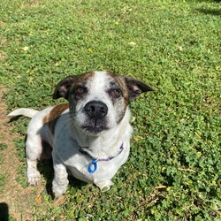 Russel/Jack Russell Terrier (Smooth)/Male/9 Years 4 Months,Hello there! My name is Russel, a 9-year-old Jack Russell Terrier with a smooth coat and a heart full of love.  I'm a spirited guy who enjoys moderate activity. I love taking leisurely walks, sniffing out new adventures, and spending quality time with my human companion. I'm in need of a home with someone who works average work hours, so we can have plenty of time together. I require an adult-only household as I prefer a calm environment.  While I'm a sociable chap, I can be selective about my doggy friends and prefer to be the only pet in the house. I promise to fill that space with joy and companionship! As for my behavior and training, I need someone experienced to guide me on this journey.  I am a smart and eager learner, and with the right person, I'm sure to flourish! Remember, I'm not just looking for a house, but a forever home where I can be a cherished member of the family. If you're an experienced dog lover who can provide me with a loving, pet-free home and is available for plenty of bonding time, then I think we could be the perfect match! Looking forward to meeting you soon. 